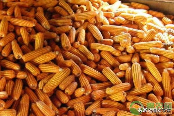 今日蔬菜价格动态，市场变化中的成长与观察