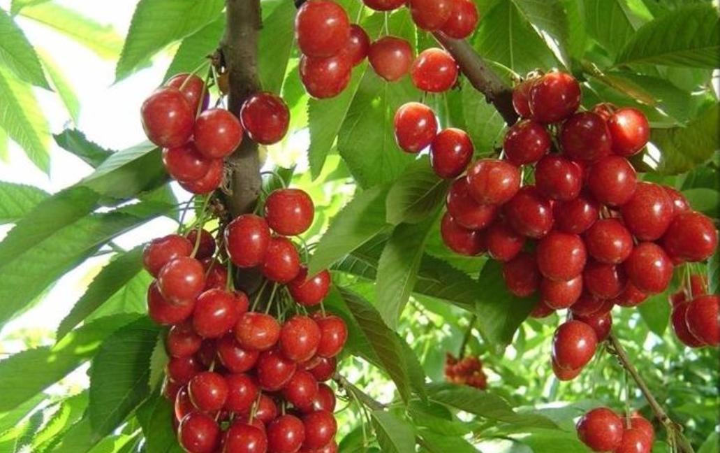 上海樱桃价格最新行情,上海樱桃价格最新行情与一树之约的温情故事