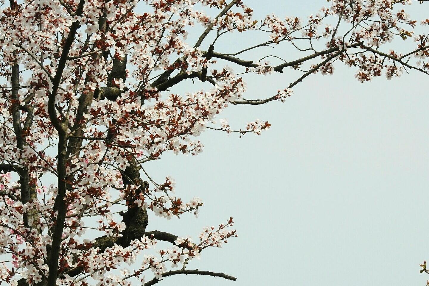 上海樱桃价格最新行情,上海樱桃价格最新行情与一树之约的温情故事