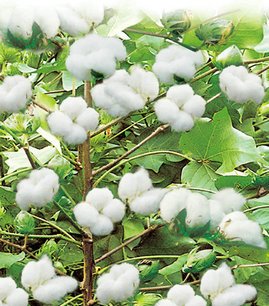 山东今日棉花最新价格及分析概述