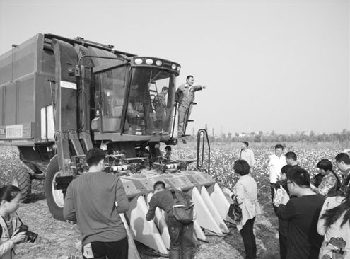 山东今日棉花最新价格及分析概述