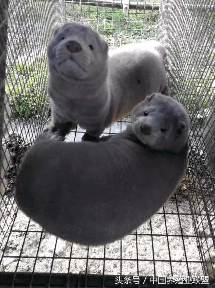 尚村水貂最新价格揭秘，小巷里的秘密宝藏！