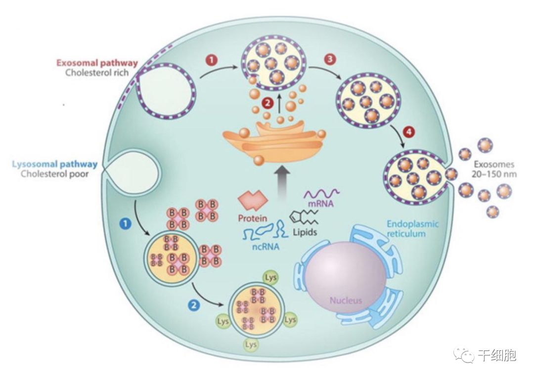 干细胞最新动态,爱与陪伴的温馨故事中干细胞的力量