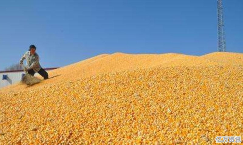宿州玉米价格最新动态更新