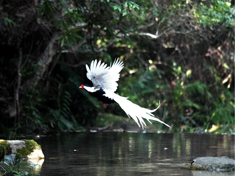 南岭国家公园最新动态，生态保护与旅游发展实现双赢之路