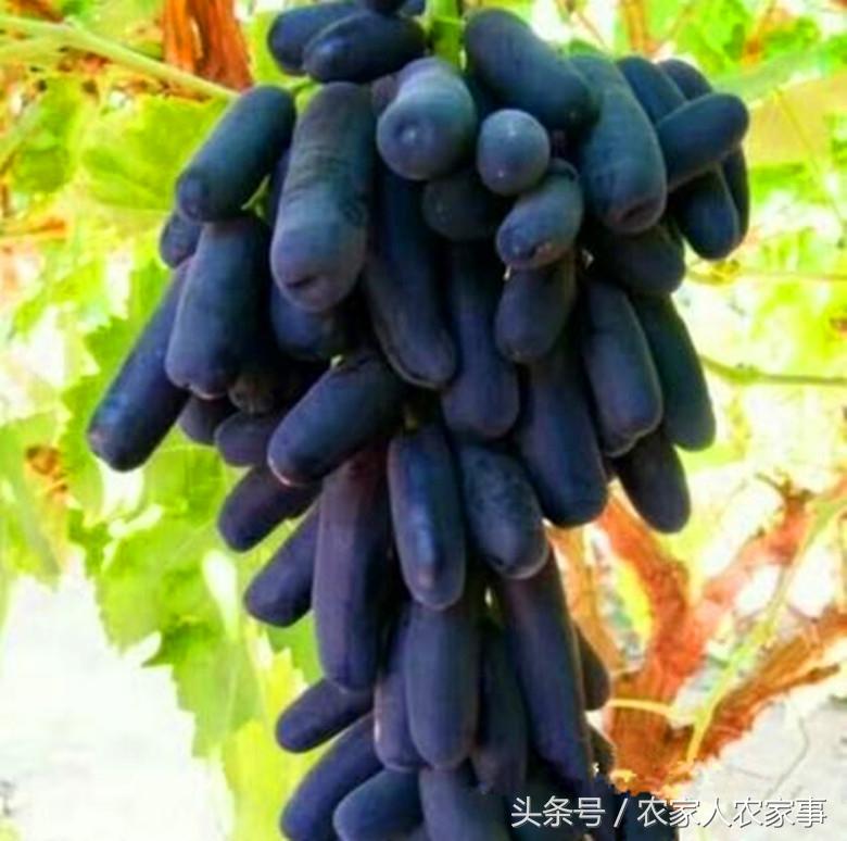 牛蛙最新收购价格及其背后的故事