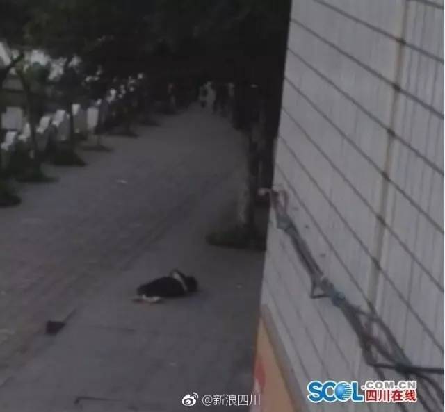 泸州学生死亡最新消息，自然之旅背后的悲痛与寻找内心宁静之路