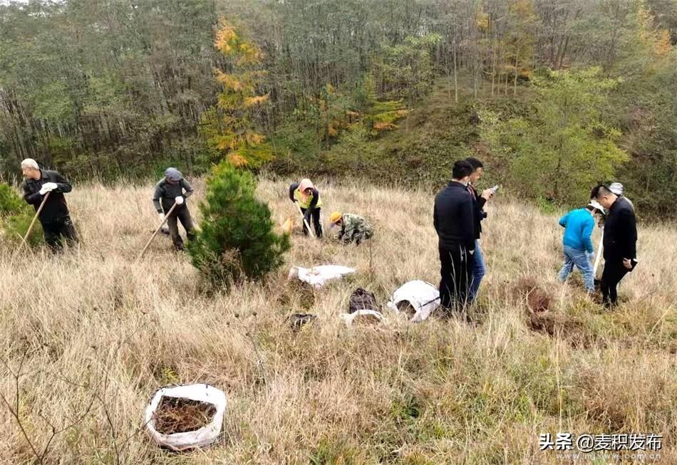 麦积区伯阳镇最新动态,麦积区伯阳镇最新动态,发展脉搏与未来展望