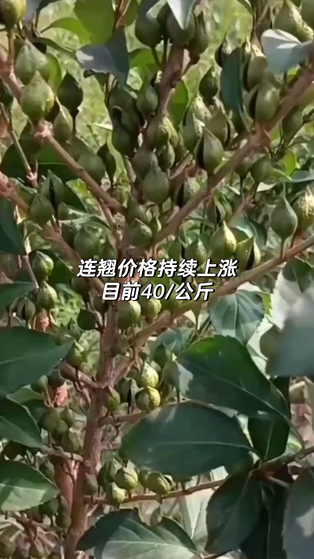 连翘最新收购价格，历史背景、重要事件与地位的全面解析