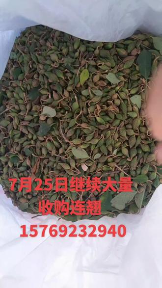 连翘最新收购价格,历史背景、重要事件与地位的全面解析