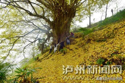 叙永县观兴镇科技新潮引领新生活，最新动态与科技风潮席卷观兴镇的高科技产品亮相
