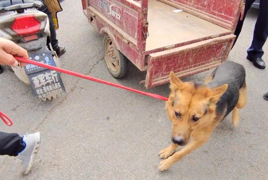 最新狗肉价背后的温情故事揭秘