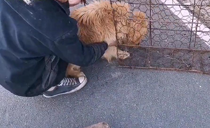 最新狗肉价背后的温情故事揭秘