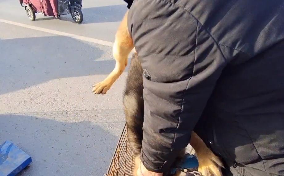 最新狗肉价背后的温情故事揭秘