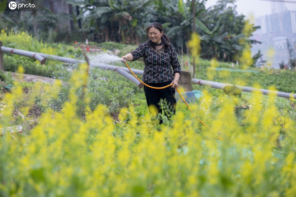 最新菜地浇水步骤详解，一站式指南