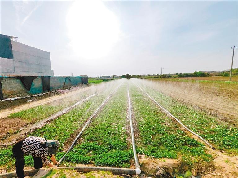 最新菜地浇水步骤详解,一站式指南