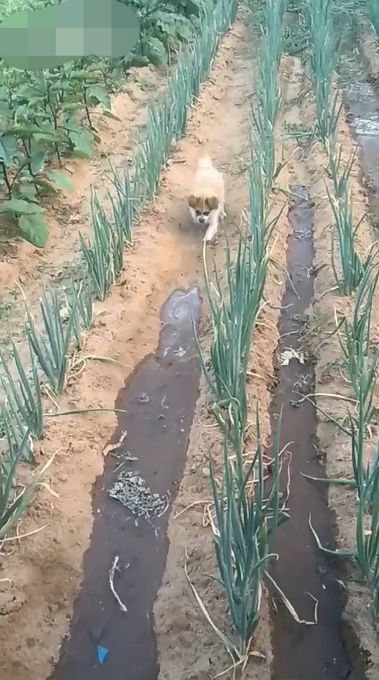 最新菜地浇水步骤详解,一站式指南