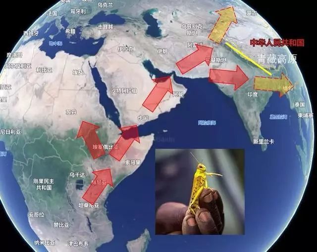 沙漠中的迁徙之路，最新蝗虫路线揭秘