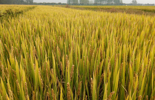 最新水稻长势,家的温馨与稻田的繁茂交织的故事
