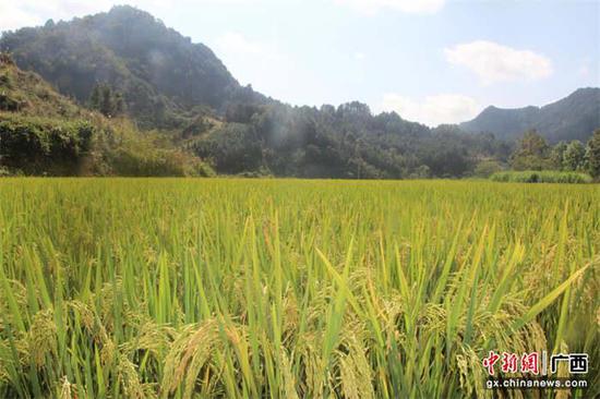 最新水稻长势,家的温馨与稻田的繁茂交织的故事