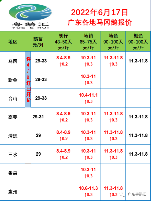 鹅群中的温情故事与最新报价更新