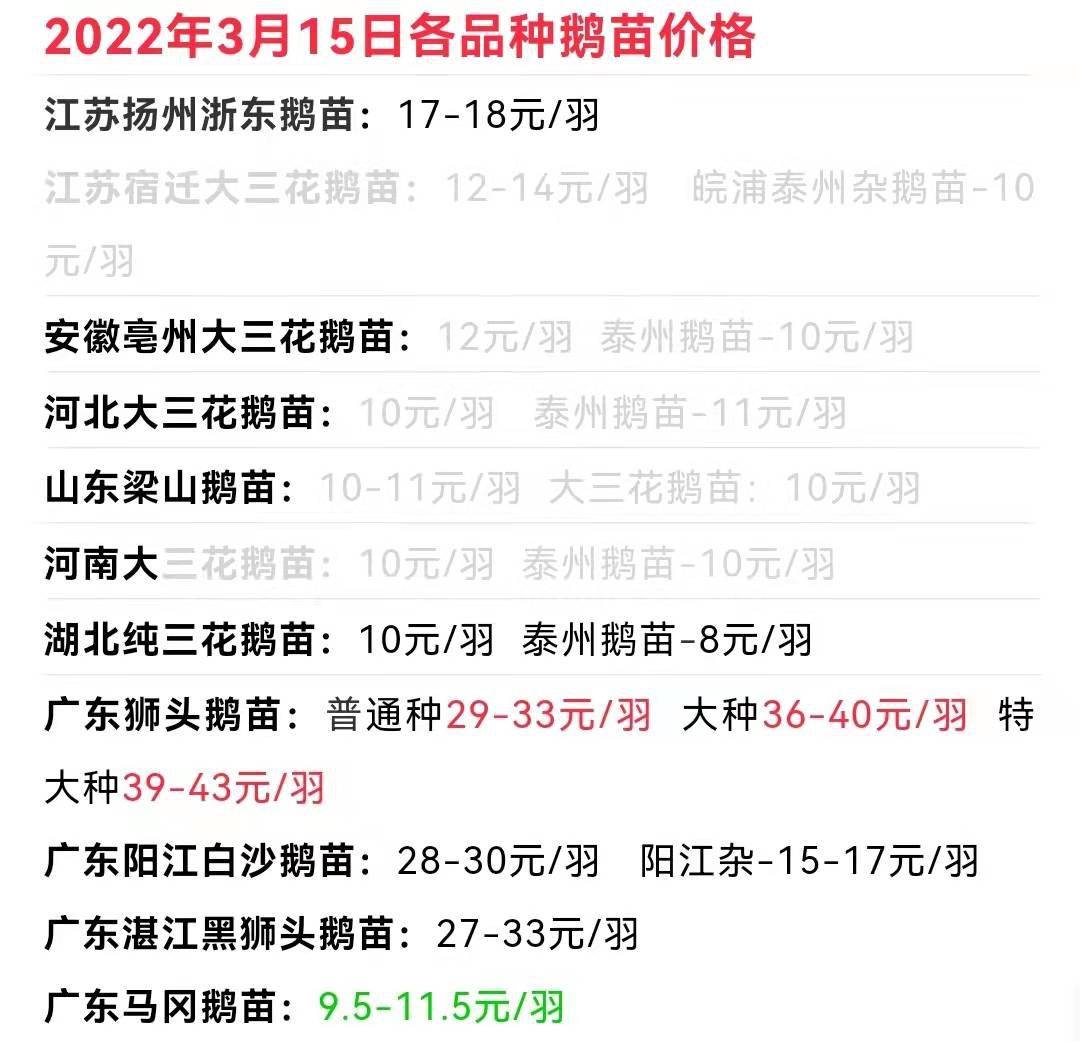 鹅群中的温情故事与最新报价更新