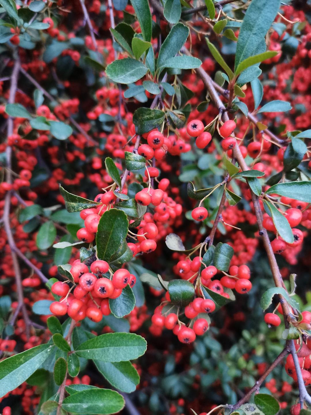 时代背景下的璀璨明珠，最新火棘风采展示