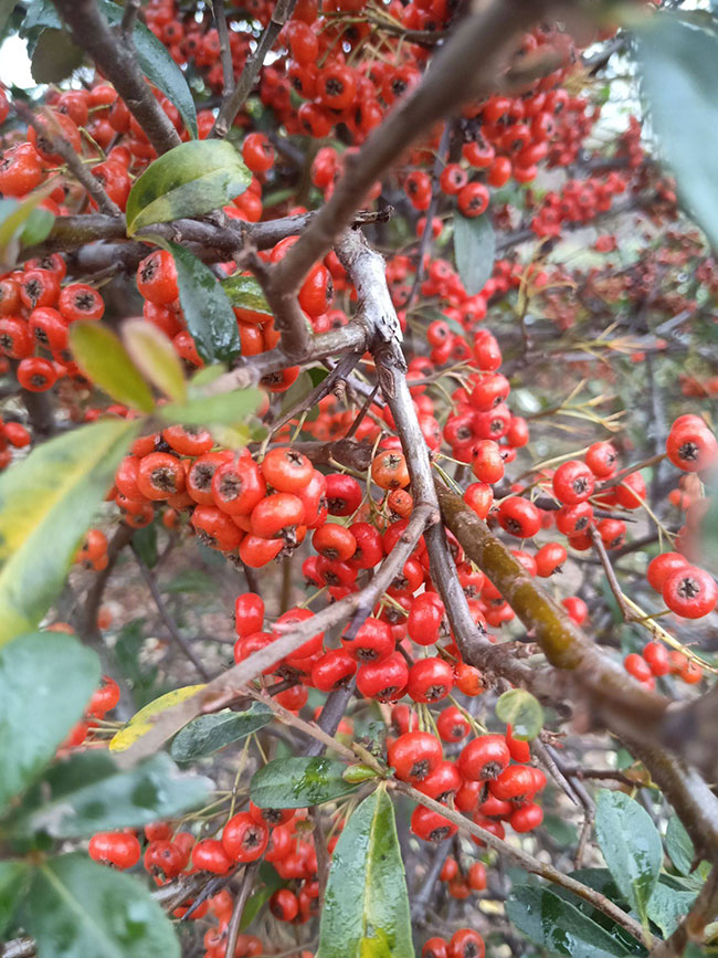 时代背景下的璀璨明珠,最新火棘风采展示