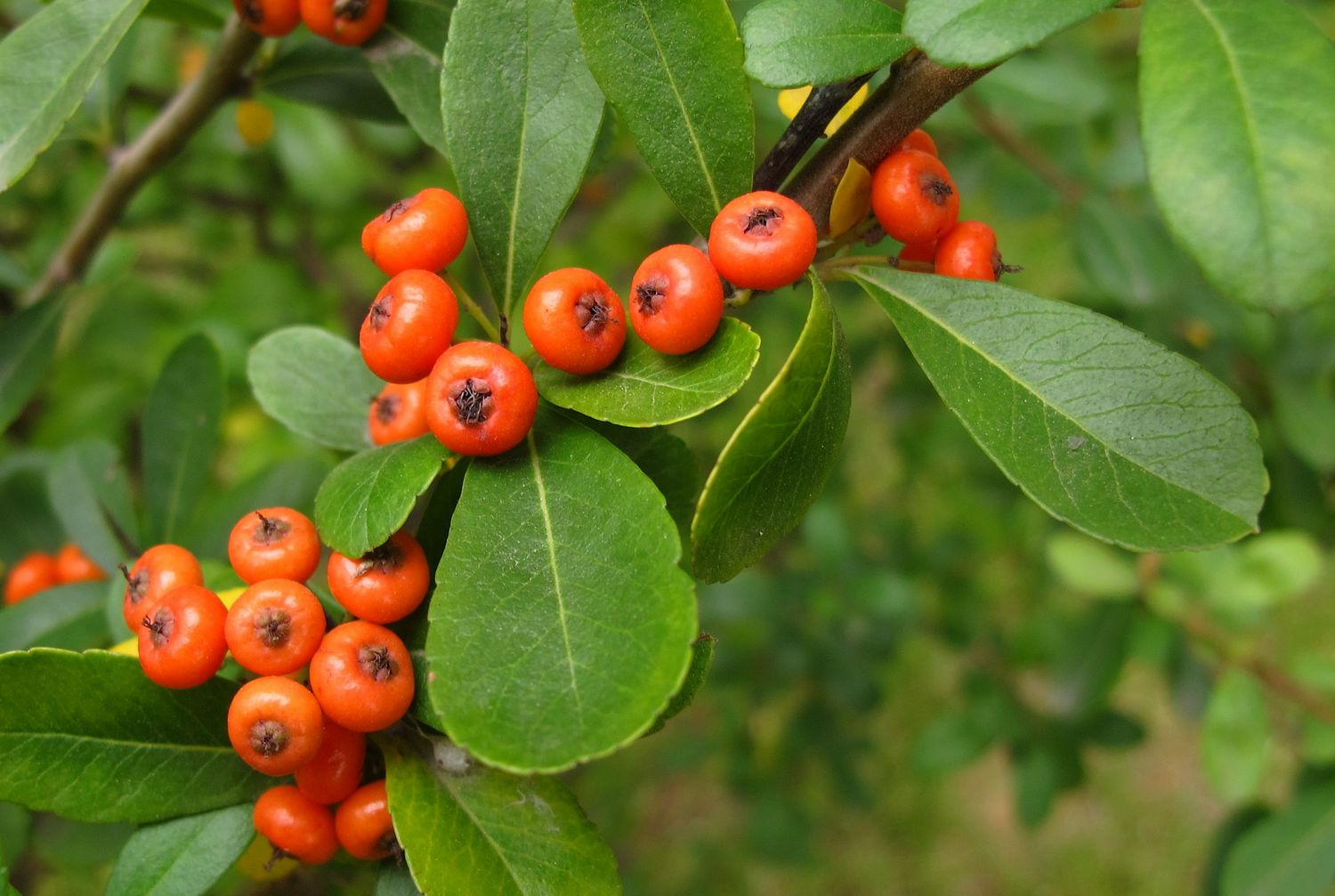 时代背景下的璀璨明珠,最新火棘风采展示