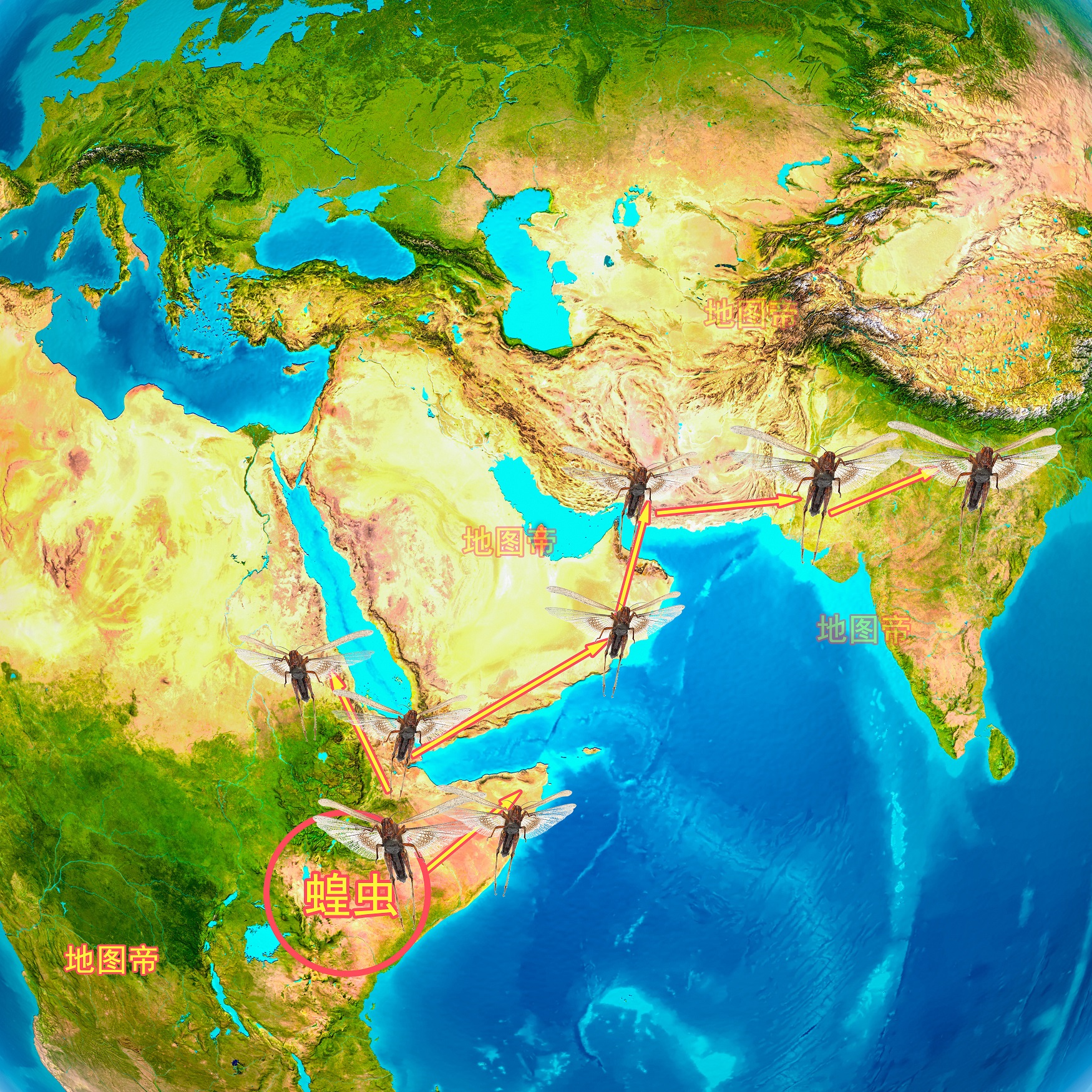 最新蝗虫地图背后的温情故事