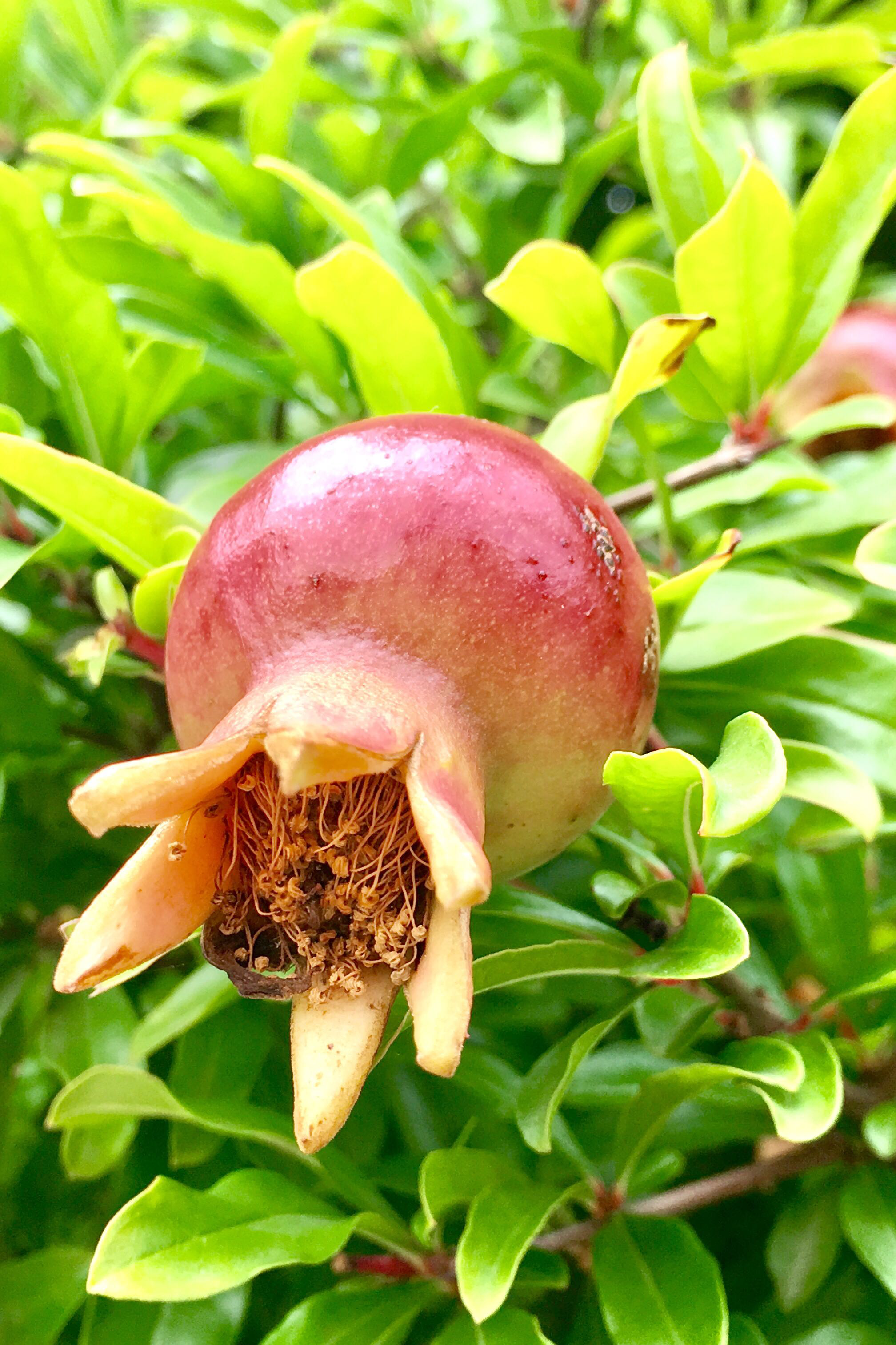 草榴，时代印记与文化变迁的象征