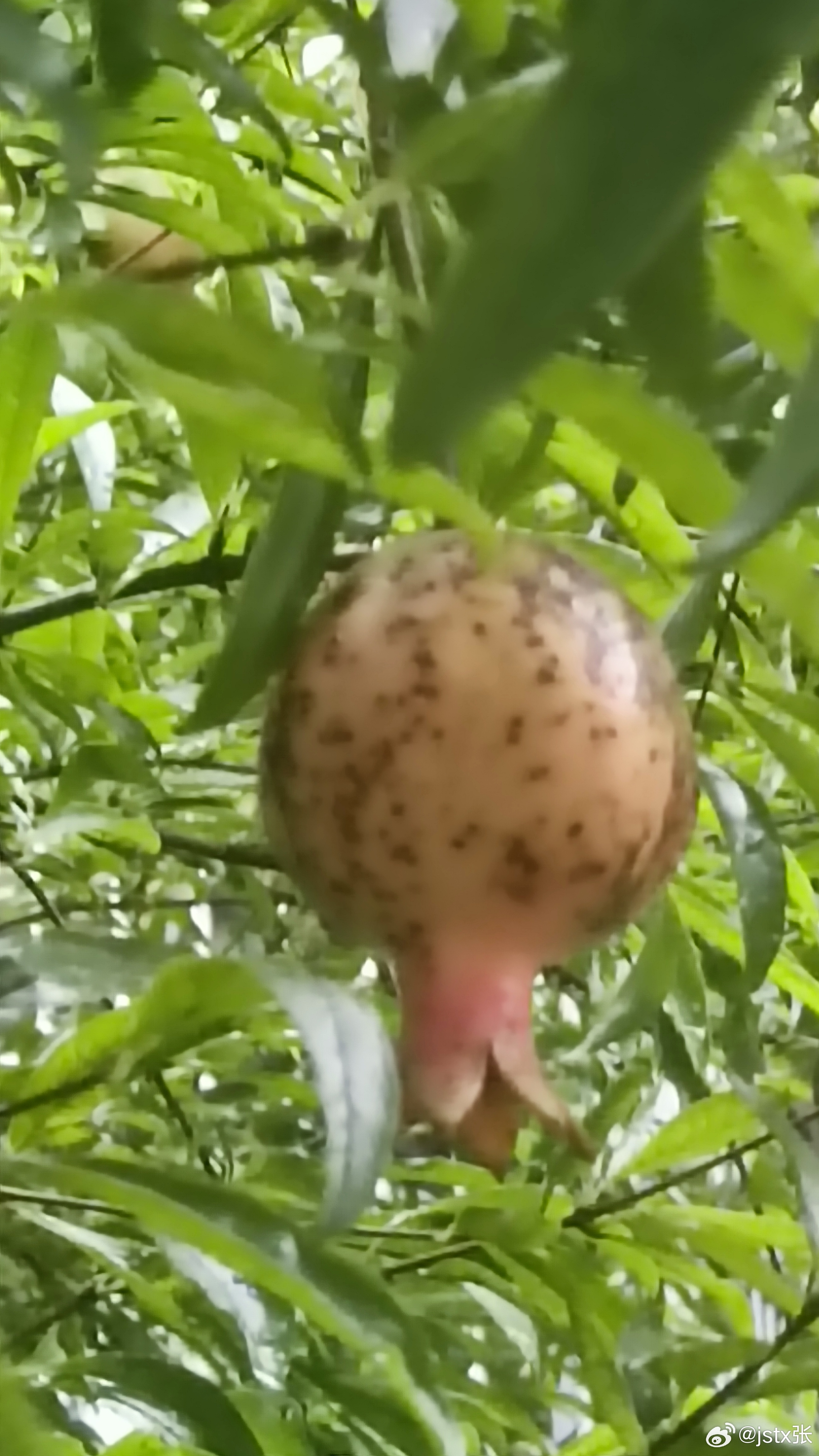 草榴,时代印记与文化变迁的象征