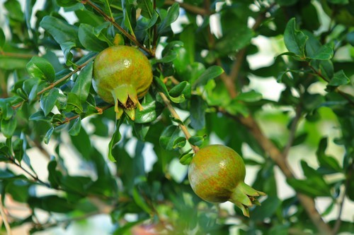 草榴,时代印记与文化变迁的象征