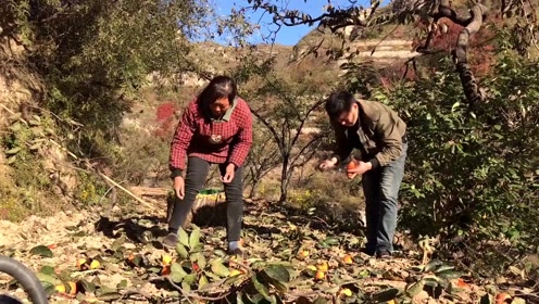 农村阿凯田园日常，欢笑与温情的最新视频记录