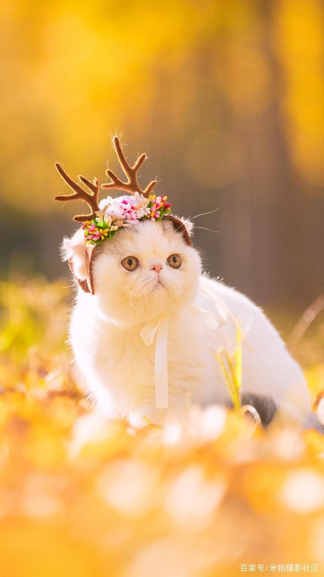 猫咪社区最新动态，小巷中的猫星人之家