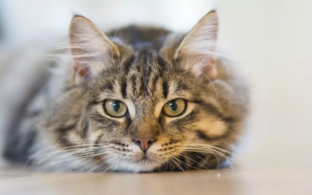 猫咪社区最新动态，小巷中的猫星人之家