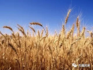 今日小麦价格行情，一粒种子的成长与励志故事同步播报
