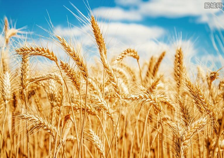 今日小麦价格行情，一粒种子的成长与励志故事同步播报