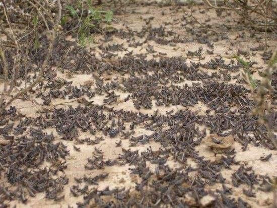 蝗灾最新动态，挑战与希望的转变