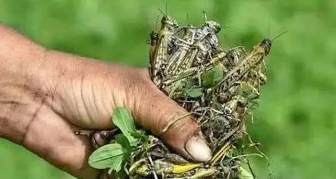 蝗灾最新动态，挑战与希望的转变