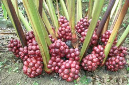 草果最新价格，科技与生活的新融合点