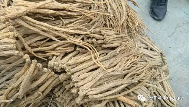 探寻党参最新价格，小巷深处的宝藏与健康秘密！