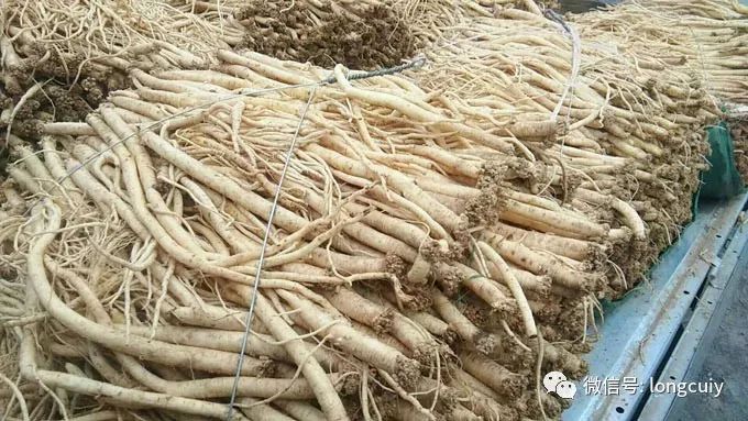 探寻党参最新价格，小巷深处的宝藏与健康秘密！