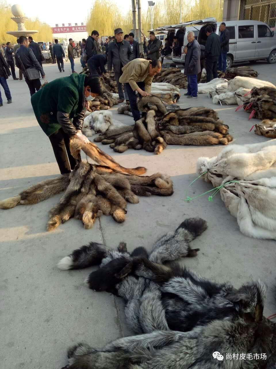 荒佃庄貉子皮最新价格,购买指南与行情解析