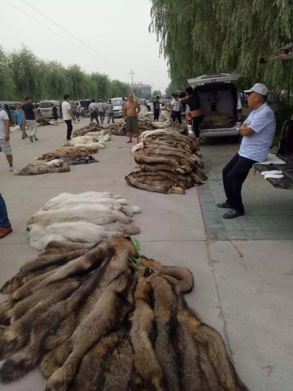 荒佃庄貉子皮最新价格,购买指南与行情解析