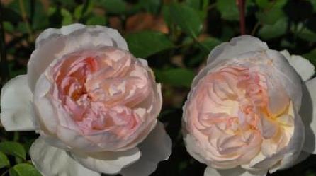 爱上夜玫瑰最新章节深度解析与启示