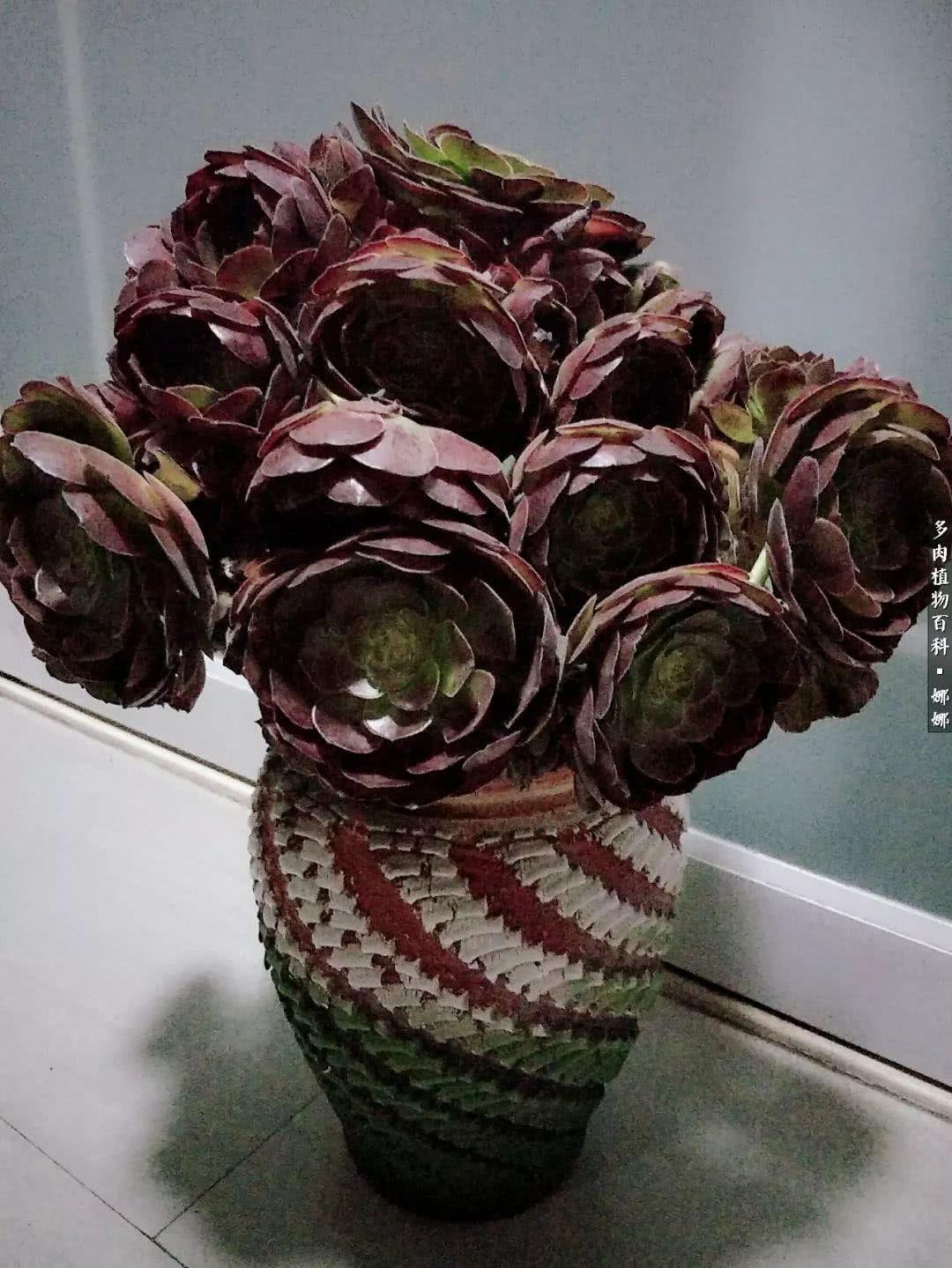 爱上夜玫瑰最新章节深度解析与启示