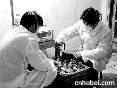 液体菌种奇幻之旅,最新制作方法与揭秘揭秘