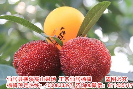 高明杨梅溢达最新招聘信息及日常趣事概述