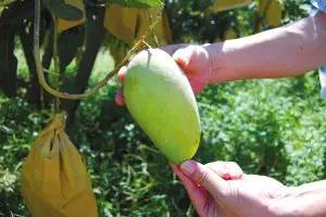 高明杨梅溢达最新招聘信息及日常趣事概述